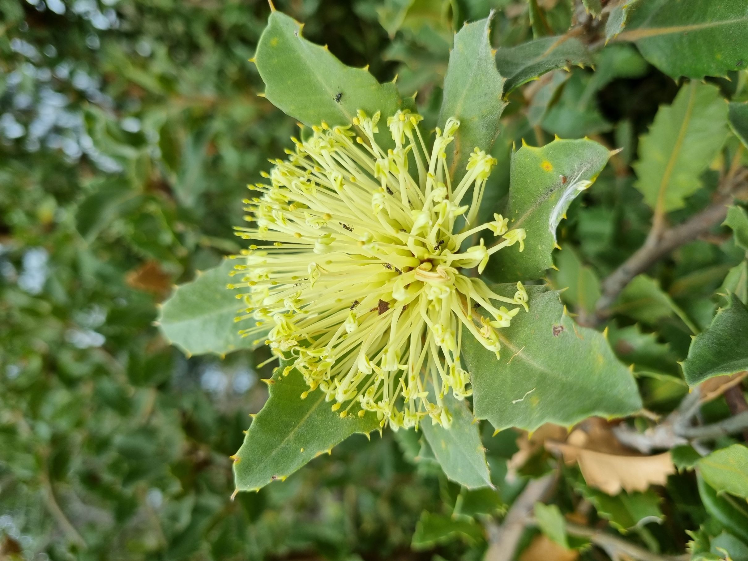 ilicifolia